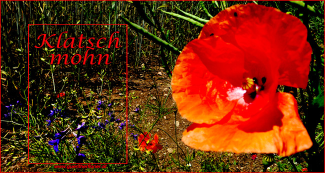 heilkraeuter.derklatschmohn650m346px