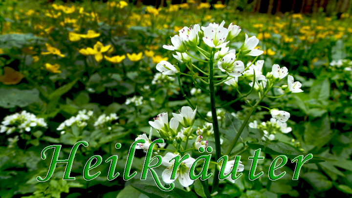 Heilkräuterlogo von A bis K Die Brunnenkresse