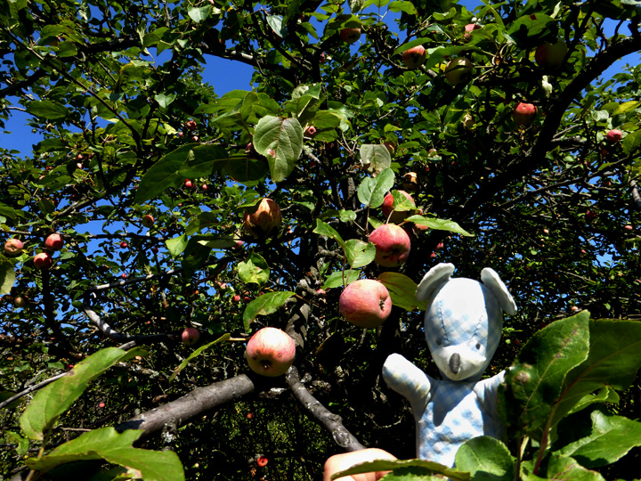 burschibaer.imapfelbaum720m540px