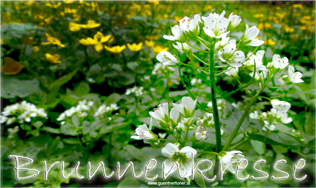 Die Brunnenkresse