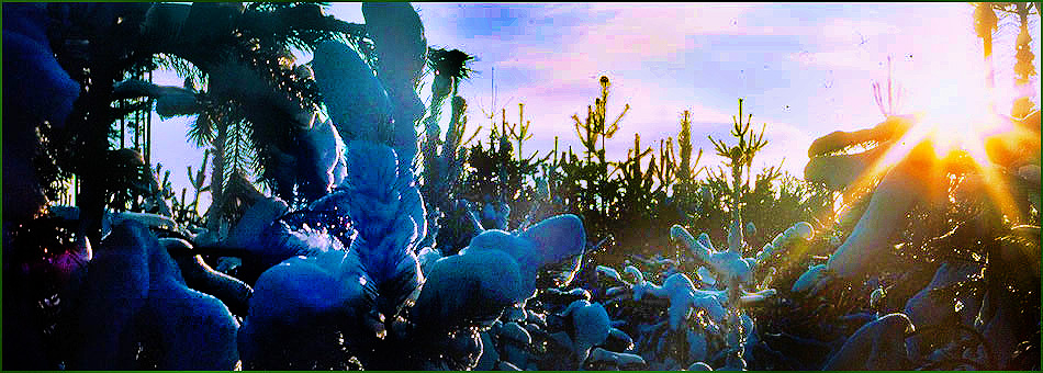 Licht auf Kiefernschnee