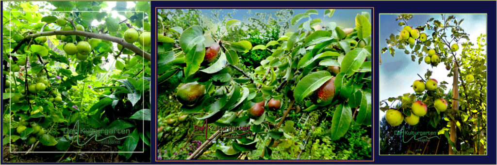 Leuchtende Früchte - Äpfel Birne Nashis - pictureline01