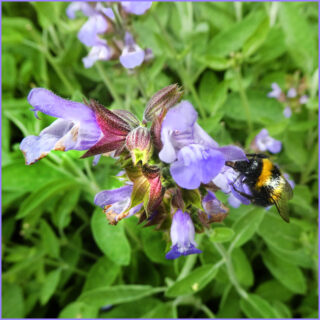 Der Kulturgarten wild und frei - Die Salbeiblüte schmeckt