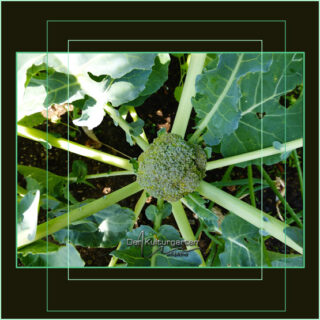 Das Kunstwerk Natur - Bild 02