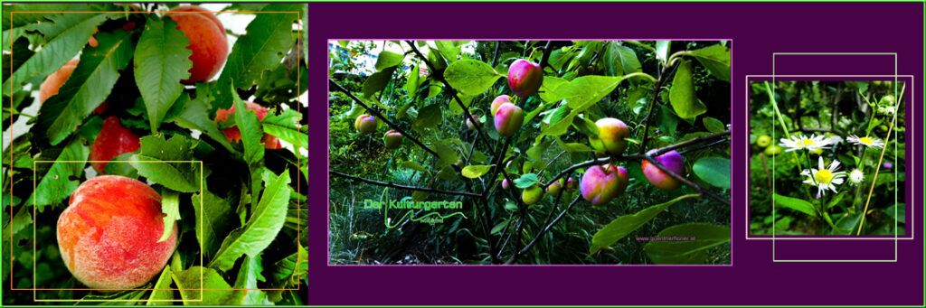 Leuchtende Früchte - Pflaumen Pfirsiche Wilde Äpfel - pictureline02pflaumepfirsichwildapfel.1120m373px