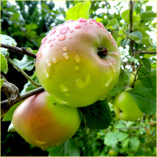 Leuchtende Früchte - Der Apfel