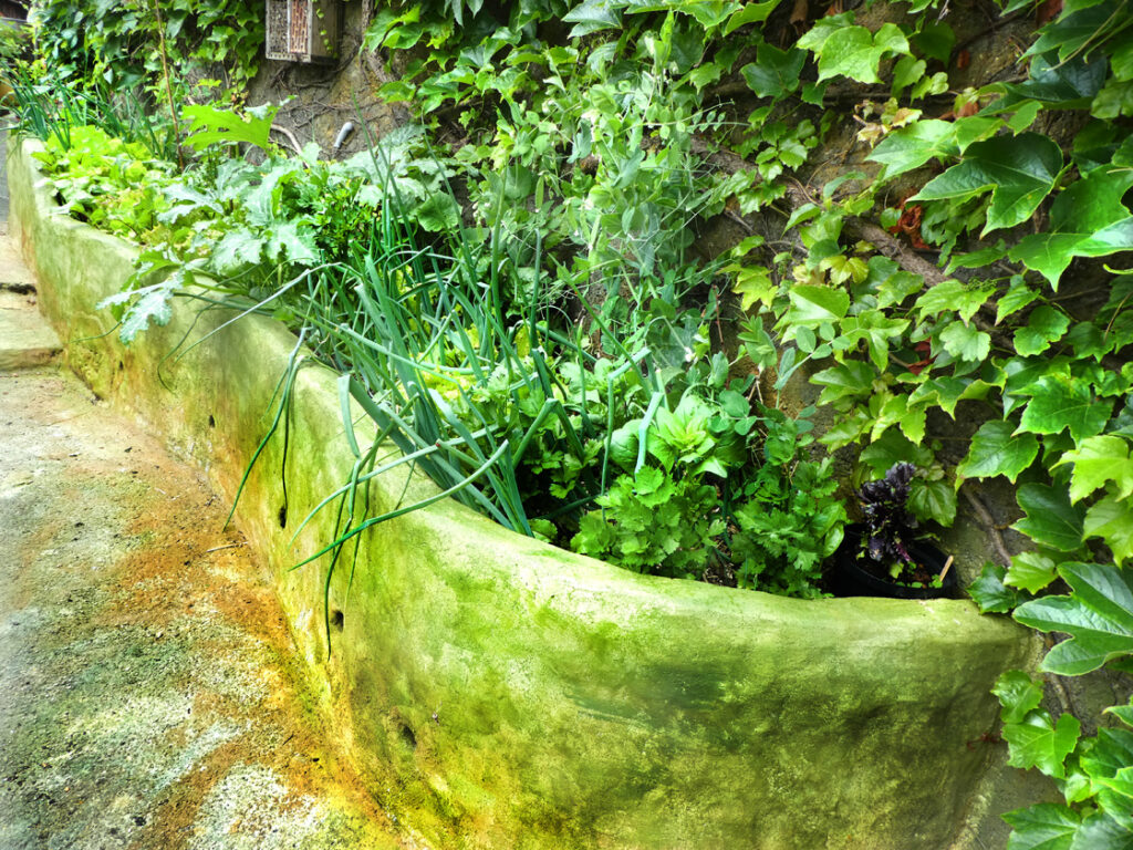 Der grüne Balkon - ein bepflanzter Ort zum Genießen und Essen