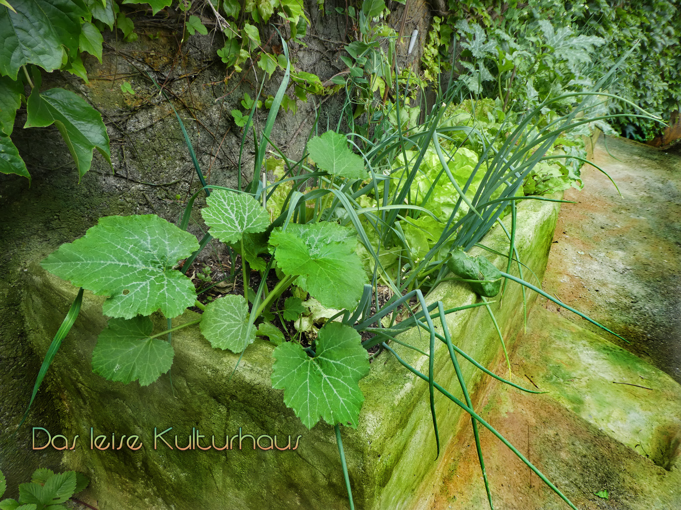 Der grüne Balkon - rundum junges Gemüse