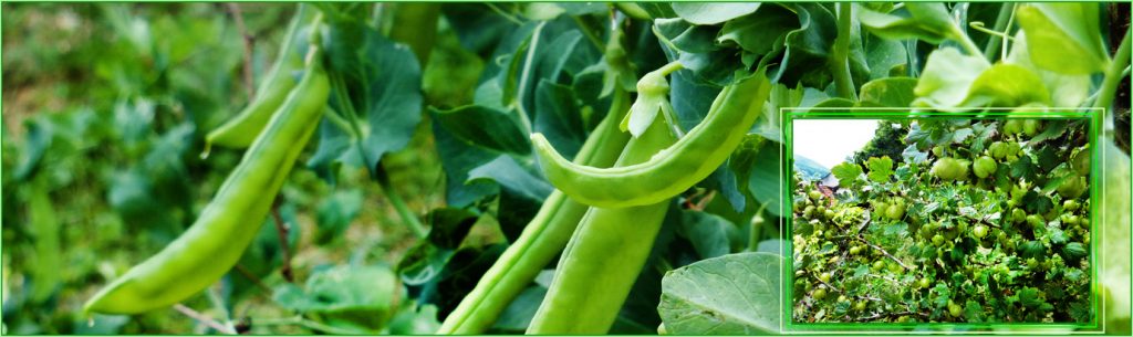 Stachelbeere in einem Erbsenfeld