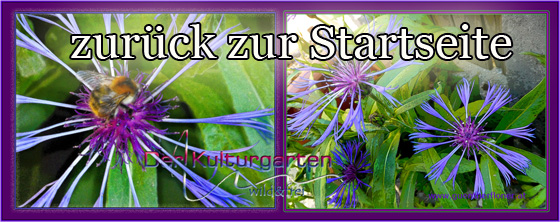zurueck zur Startseite - Biene auf blauer Blüte