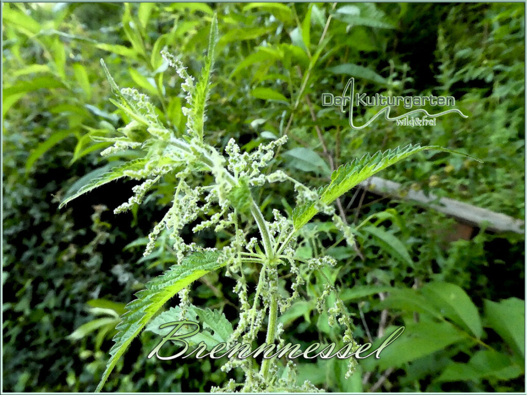 Brennnessel