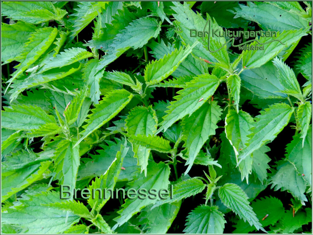 Brennnsselherde im Kulturgarten wild und frei