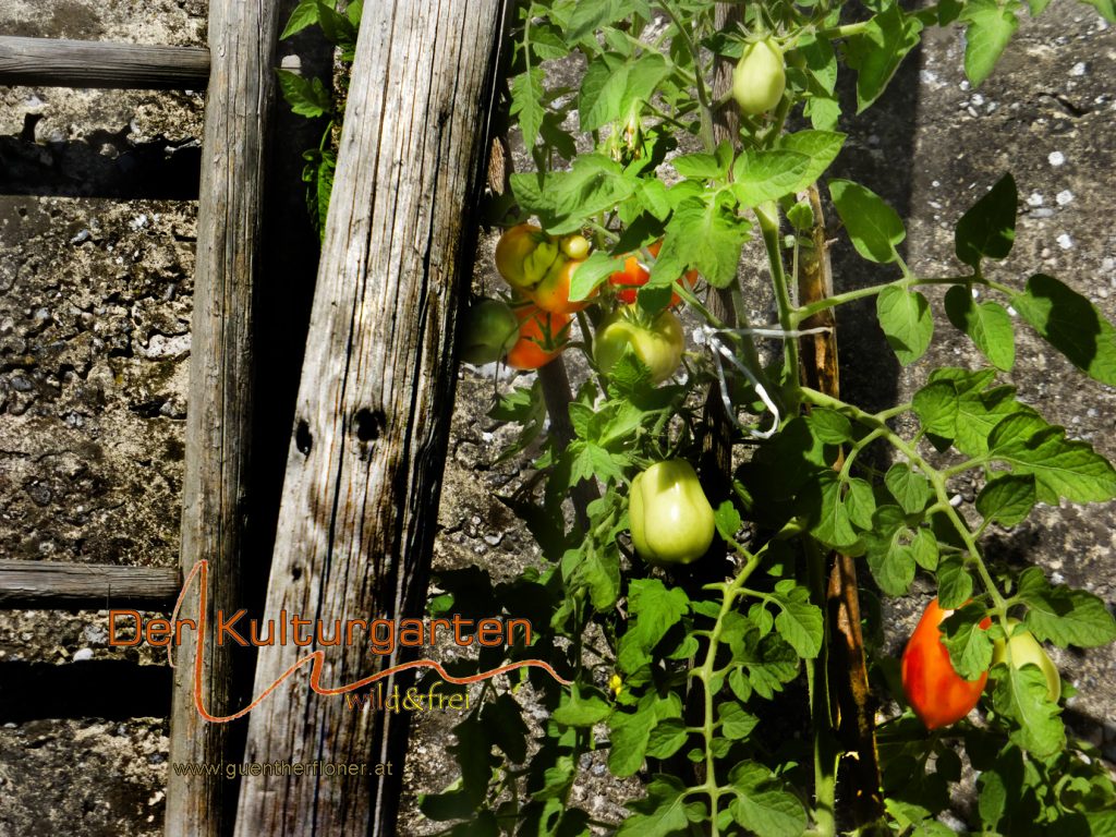Die Tomaten und die alte Holzleiter