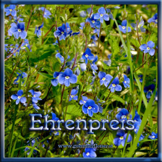Der Ehrenpreis im Kulturgarten wild und frei
