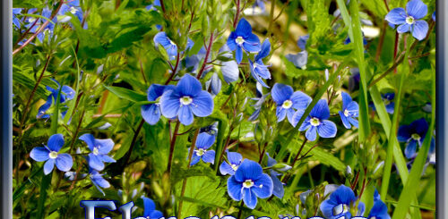 Der Ehrenpreis im Kulturgarten wild und frei