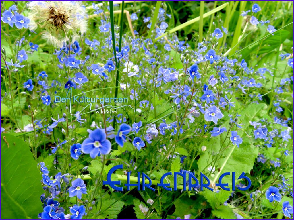 Die Ehrenpreisherde im Kulturgarten wild und frei