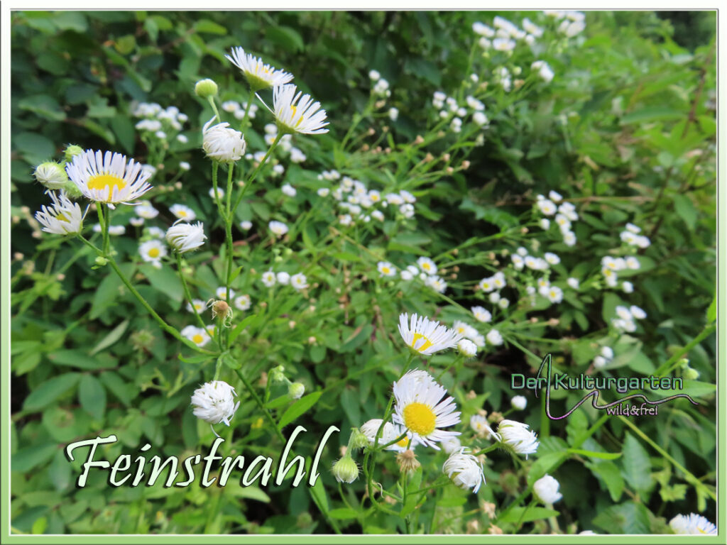 Feinstrahl - Eine kleine Herde im Licht