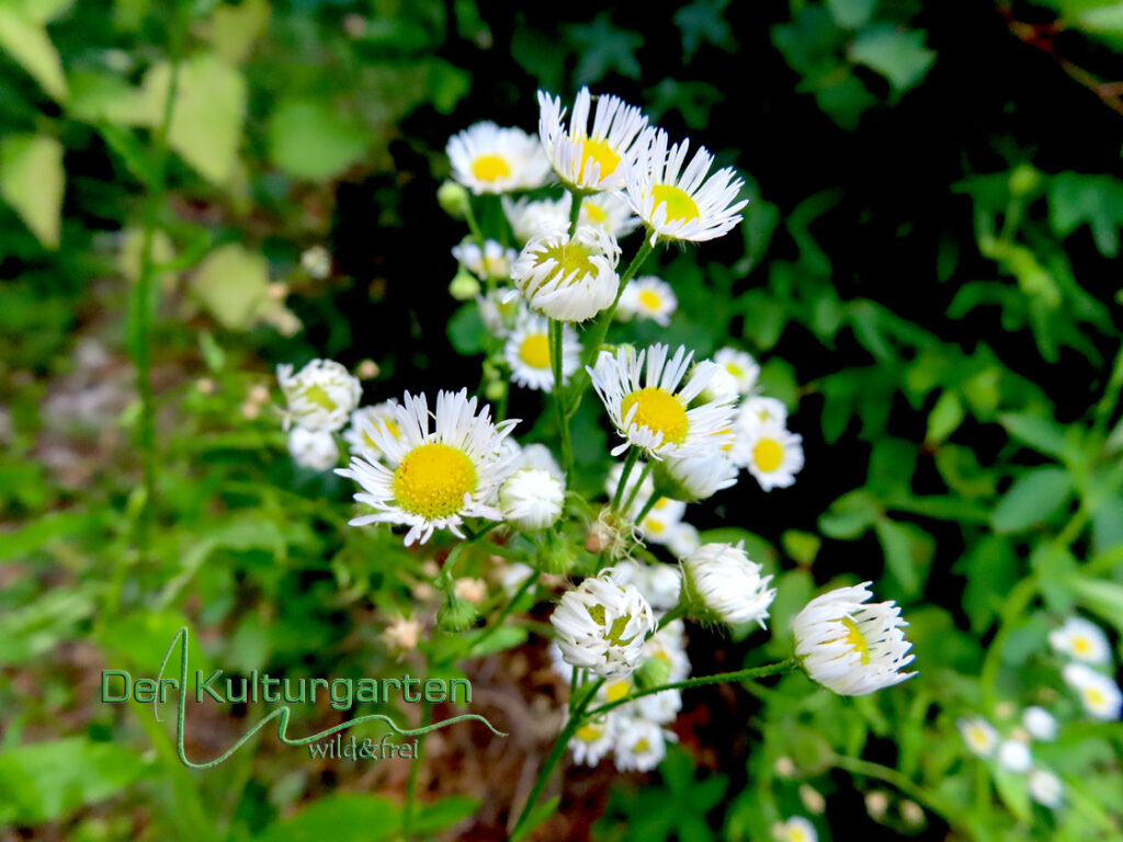 Feinstrahl - Wild wuchernd