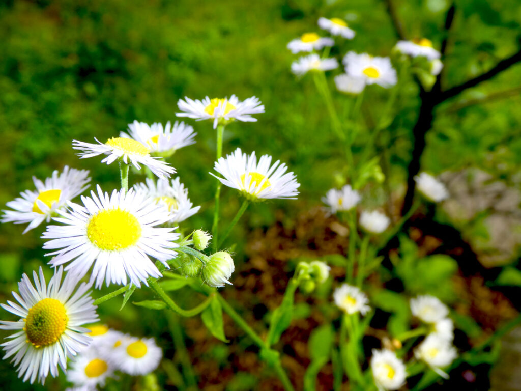 Der Feinstrahl im Hochsommer
