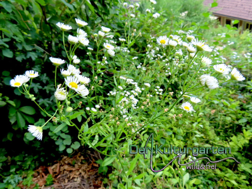 Feinstrahl - Wild wuchernd