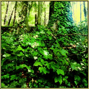 Orignal Wald - Im Licht