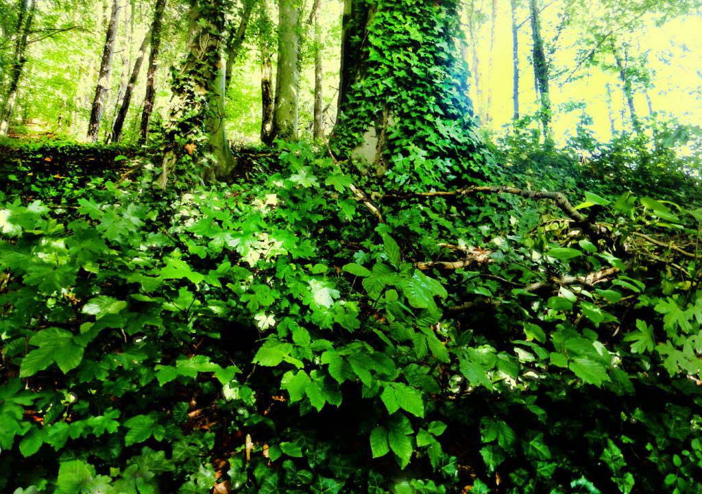 Orignal Wald - Im Licht