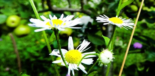 Der Kulturgarten wild und frei - Wilde Aepfel