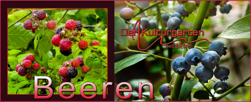 Beeren