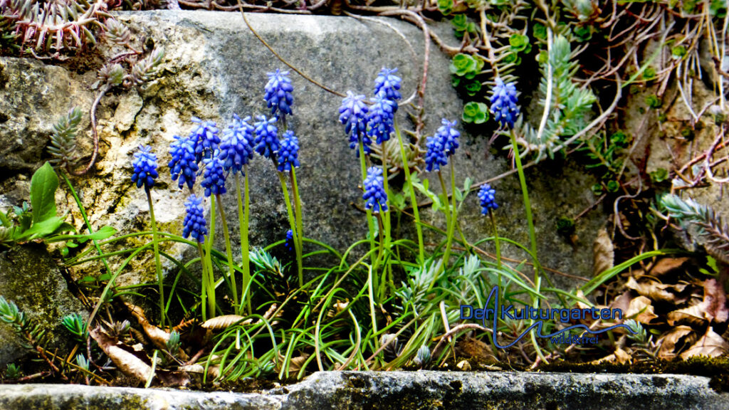 Aus dem Stein - Blaue Blumen