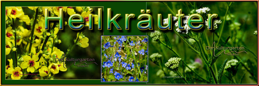 Königskerze, Ehrenpreis, Schafgarbe - Heilkräuter