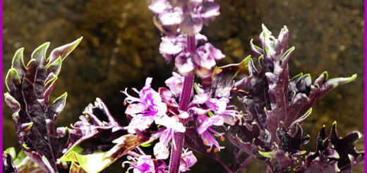 Blumen und Kräuter - Basilikum