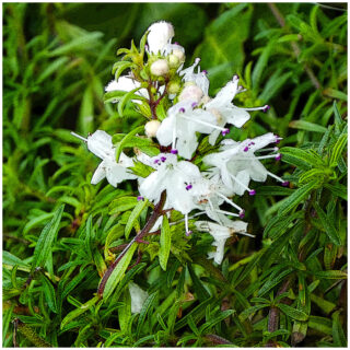 Blumen und Kräuter - Bergbohnenkraut