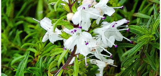 Blumen und Kräuter - Bergbohnenkraut