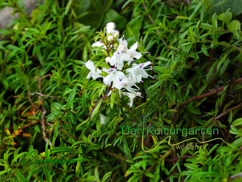 Blumen und Kräuter - Bergbohnenkraut