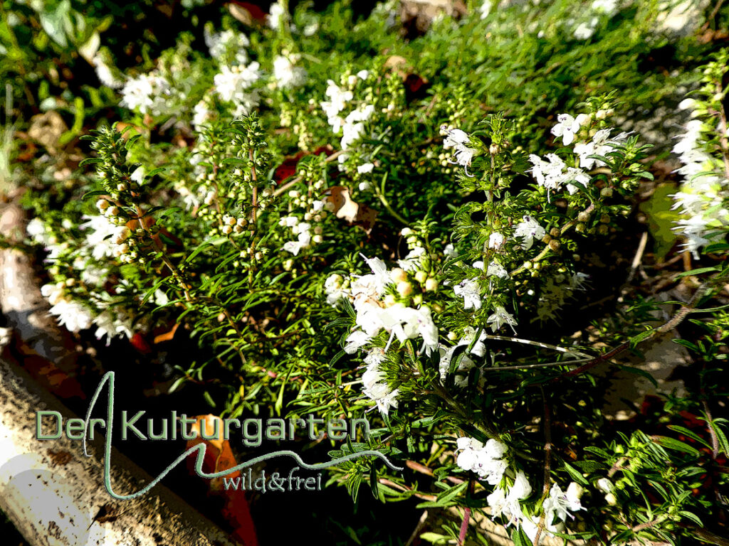 Blumen und Kräuter - Bergbohnenkraut