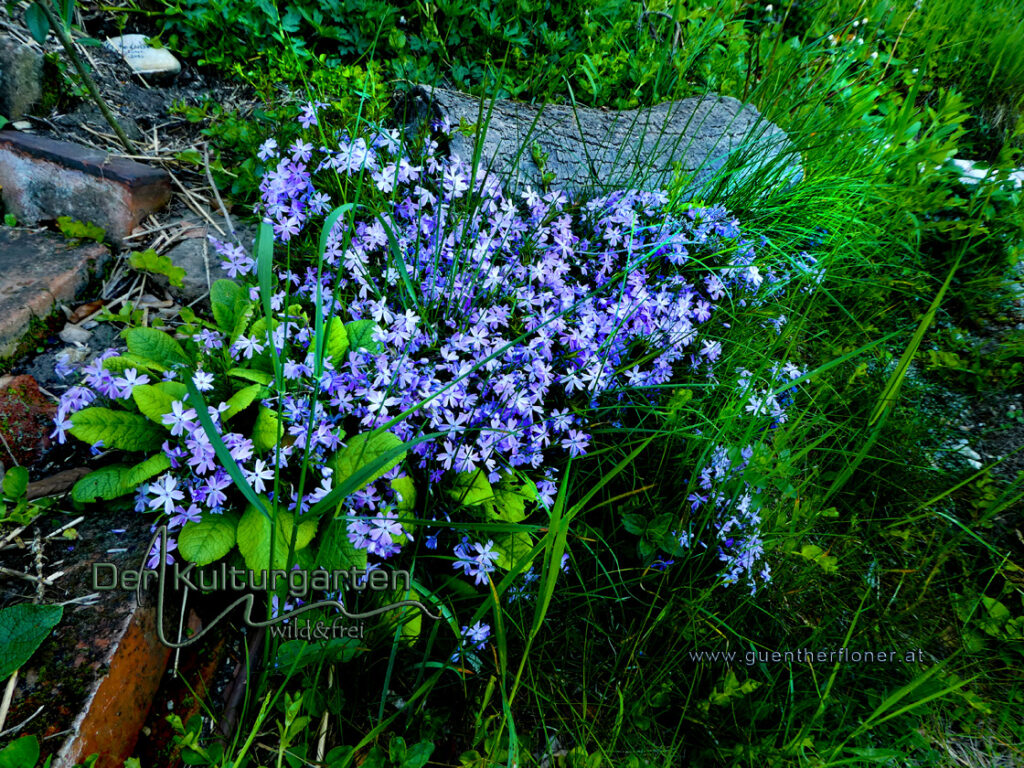Blumen und Kräuter - Blaublümchen