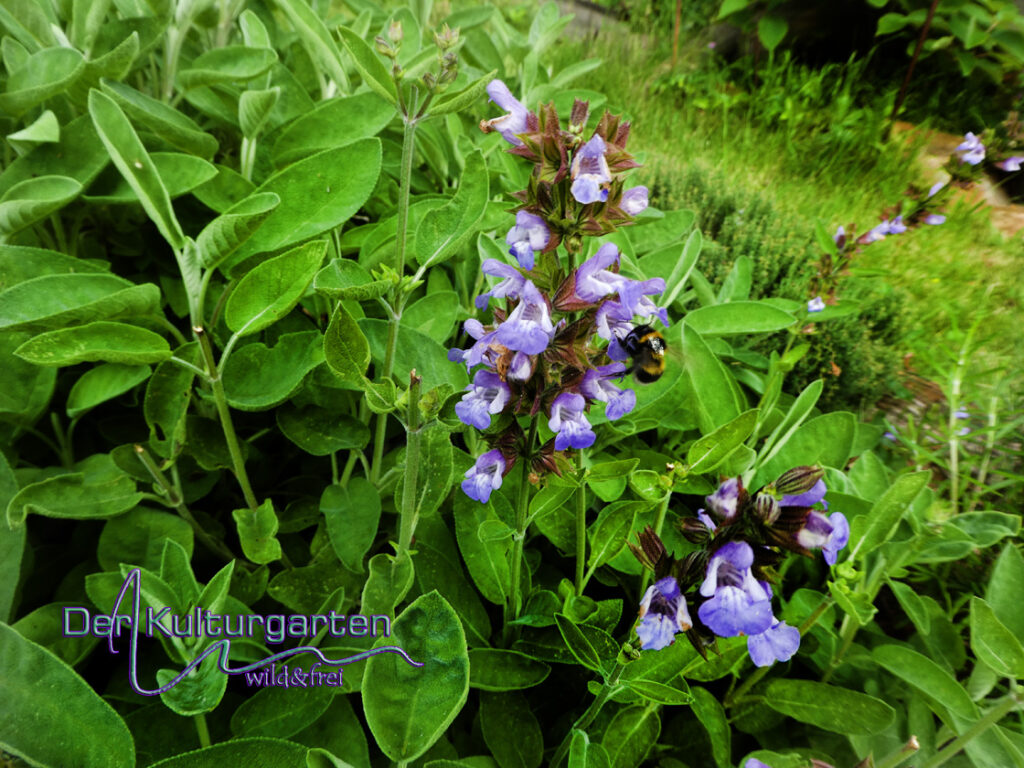 Blumen und Kräuter - Salbei