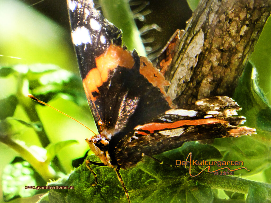 Schmetterlinge - Die schwebenden Schönheiten