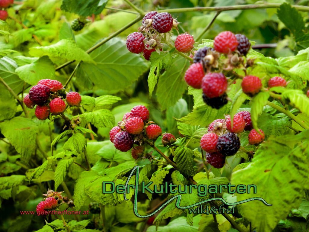 Brombeeren