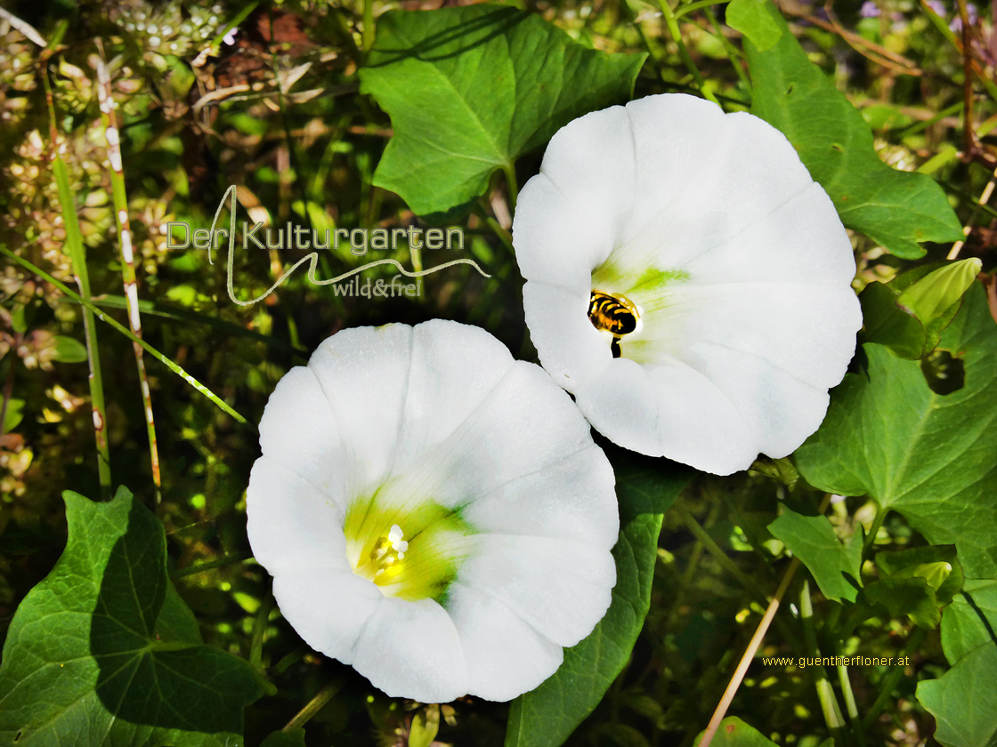 Blumen und Kräuter - Ackerwinde