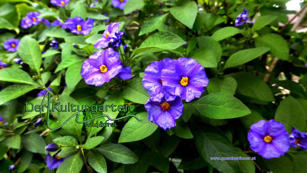 Blumen und Kräuter - Blaublümchen