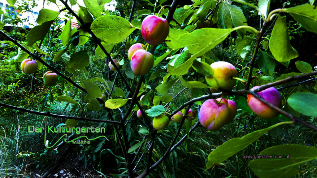 Opal - Der Pflaumenbaum