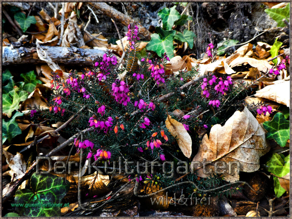 Blumen und Kräuter - Heidekraut