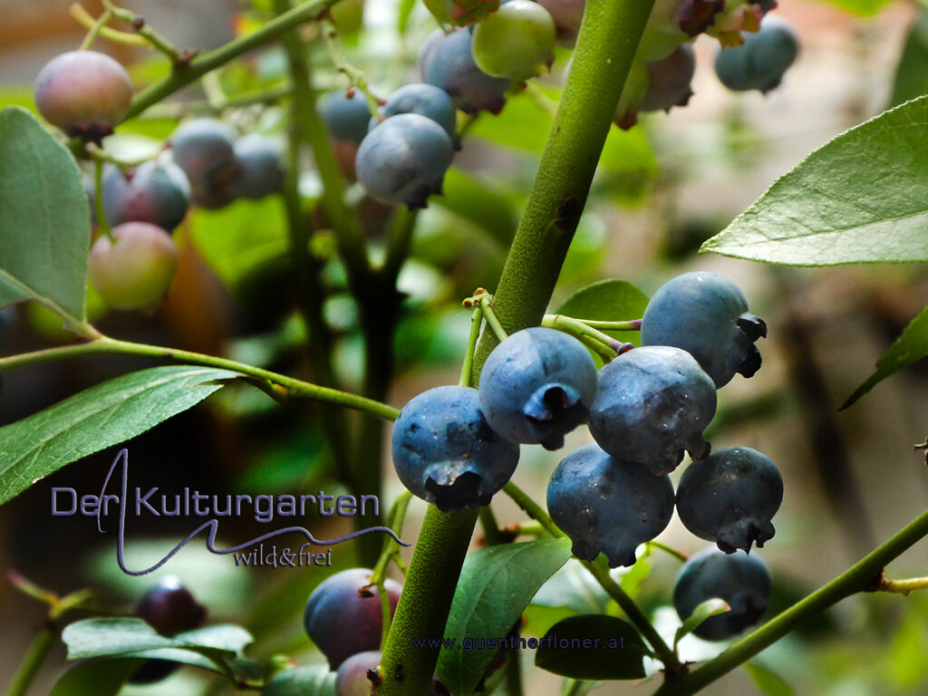 Heidelbeeren