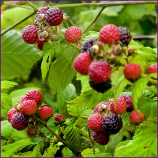 Himbeeren und Brombeeren