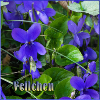 Veilchen im Kulturgarten wild und frei