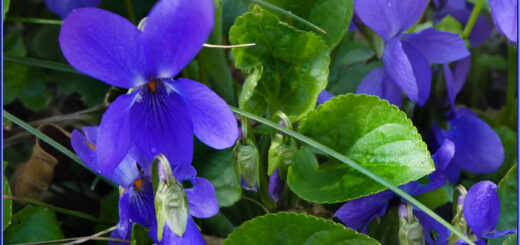 Veilchen im Kulturgarten wild und frei