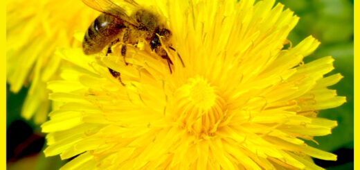 Löwenzahn - und die Bienen