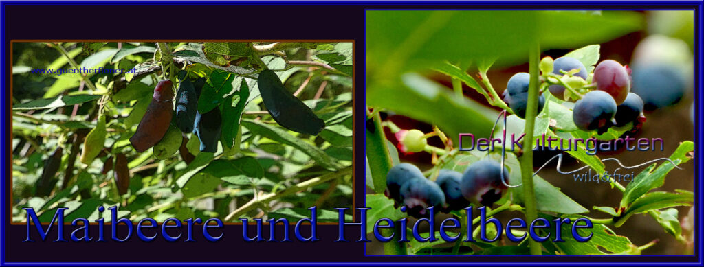 Maibeere und Heidelbeere