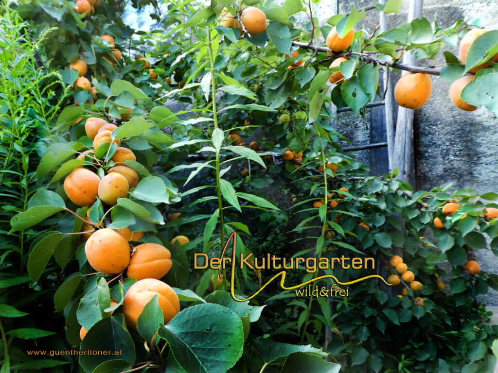 Früchte - Die Kuresia im Marillenhof